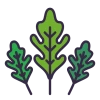 Arugula