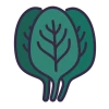 Spinach