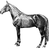 Vintage Horse Silhouette Icon, free CC0