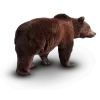Bear Icon, free CC0