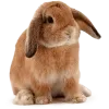 Icono Cute Bunny, gratis CC0