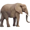Elephant Icon, free CC0