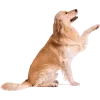Golden Retriever Icon, free CC0