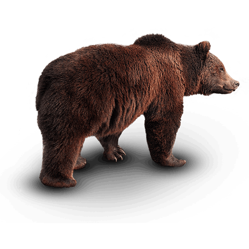 Bear Icon, free CC0