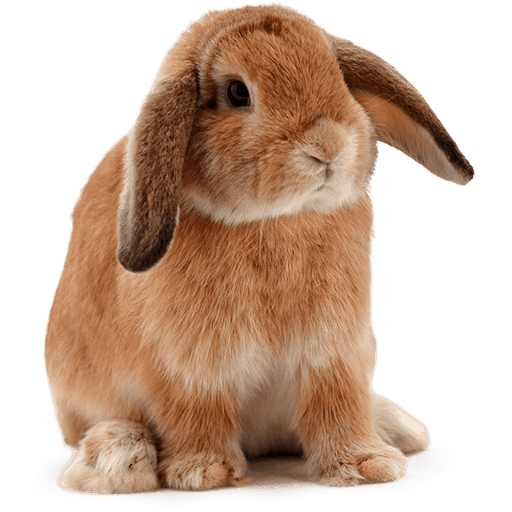 Icono Cute Bunny, gratis CC0
