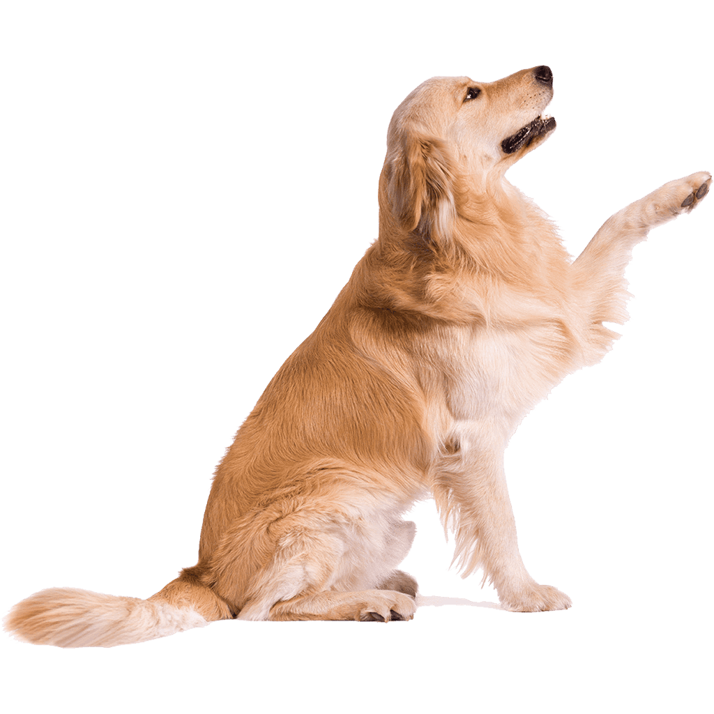 Golden Retriever Icon, free CC0